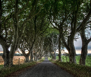 Pola, Buki, Droga, Drzewa, Dark Hedges, Ogrodzenie, Irlandia Północna, Aleja