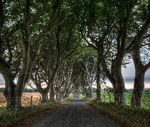 Drzewa, Pola, Droga, Irlandia Północna, Aleja, Buki, Dark Hedges, Ogrodzenie