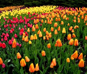 Różnokolorowe, Tulipany