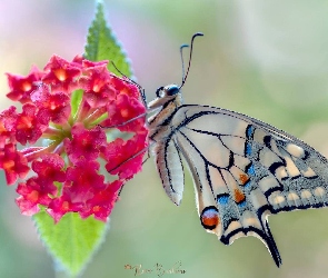 Motyl, Kwiat, Czerwony, Paź królowej