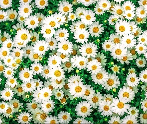Drobne, Kwiatki, Białe
