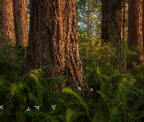 Stany Zjednoczone, Hrabstwo Del Norte, Del Norte Coast Redwoods, Kalifornia, Drzewa, Kwiaty, Sekwoje, Las, Paprocie, Park stanowy