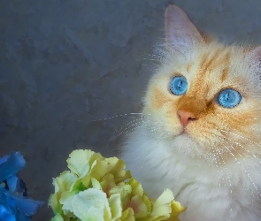 Niebieskooki, Kwiaty, Kot
