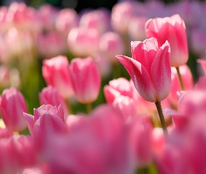 Tulipany, Zbliżenie, Różowe