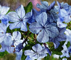 Grafika, Zbliżenie, Niebieskie, Kwiaty