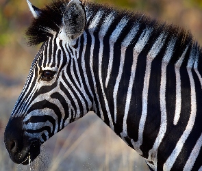 Zebra, Profil