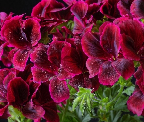 Kwiaty, Pelargonia, Bordowe