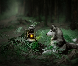 Lampa naftowa, Siberian husky, Pies, Paprocie