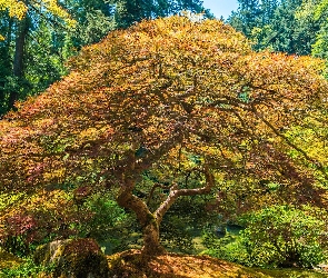 Jesień, Ogród japoński, Stany Zjednoczone, Klon palmowy, Portland, Stan Oregon, Drzewo
