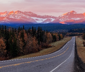 Kanada, Alberta, Góry Skaliste, Droga, Lasy, Drzewa