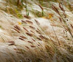 Źdźbła, Trawa, Różnorodna