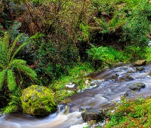Australia, Musk Vale, Kamienie, Stan Wiktoria, Rzeka, Sailors Falls, Sailors Creek, Drzewa, Wodospad, Paprocie