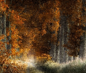 Las, Ścieżka, Drzewa, Zarośla, Jesień