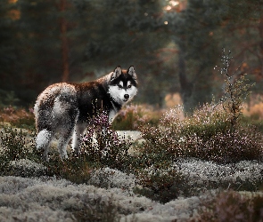 Alaskan malamute, Wrzosy, Pies