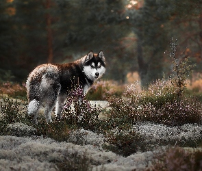 Pies, Wrzosy, Alaskan malamute