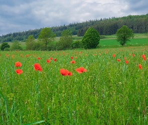 Łąka, Maki, Chmury, Las, Wzgórze, Drzewa