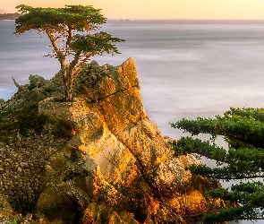 Stany Zjednoczone, Morze, Zatoka Carmel Bay, Kalifornia, Lone Cypress, Atrakcja, Skała, Morze, Cyprys wielkoszyszkowy, Pebble Beach