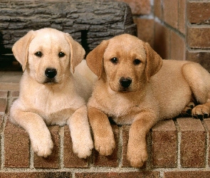 Labrador Retriever, Pieski