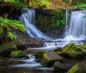 Horseshoe Falls, Paprocie, Wodospad, Kamienie, Tasmania, Skały, Australia, Park Narodowy Mount Field