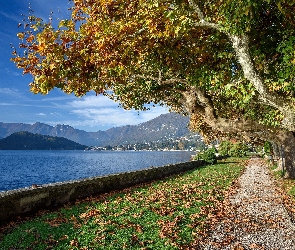 Drzewa, Jesień, Jezioro, Włochy, Lago di Como, Aleja