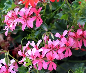 Pelargonia, Kwiaty, Różowe, Czerwone