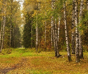 Las, Jesień, Brzozy, Ścieżka, Drzewa