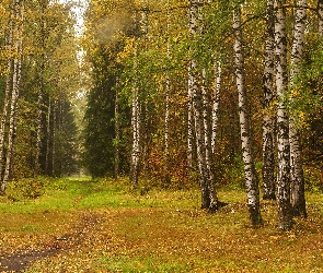 Drzewa, Jesień, Ścieżka, Brzozy, Las