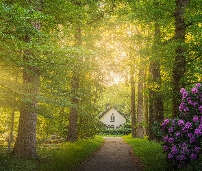 Rododendron, Krzew, Droga, Promienie słońca, Drzewa, Dom