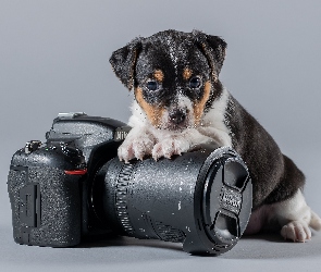 Szczeniak, Aparat fotograficzny, Pies