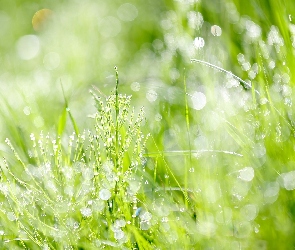 Rośliny, Bokeh, Zielone