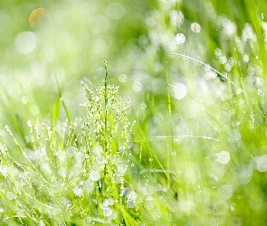 Zielone, Bokeh, Rośliny