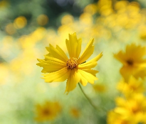 Żółty, Nachyłek, Kwiat