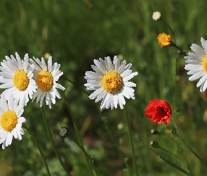 Kwiaty, Mak, Margerytki