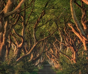 Hrabstwo Antrim, Buki, Aleja bukowa, Irlandia Północna, Drzewa, Droga, Dark Hedges