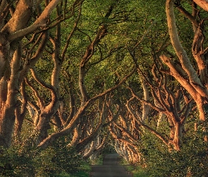 Hrabstwo Antrim, Buki, Aleja bukowa, Irlandia Północna, Drzewa, Droga, Dark Hedges