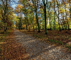 Droga, Jesień, Liście, Opadłe, Drzewa