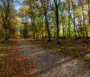 Drzewa, Jesień, Opadłe, Liście, Droga