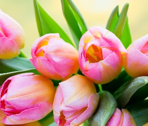 Kwiaty, Liście, Tulipany, Różowo-żółte