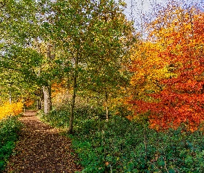 Jesień, Drzewa, Liście, Kolorowe, Droga