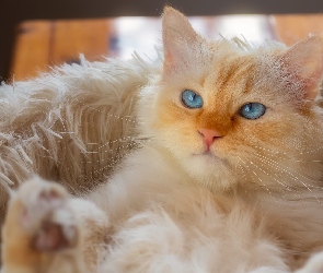 Kot, Niebieskooki