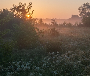 Wschód słońca, Mgła, Drzewa, Łąka, Kwiaty, Trawa