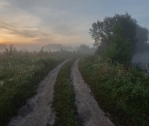 Mgła, Trawa, Drzewa, Droga, Wschód słońca