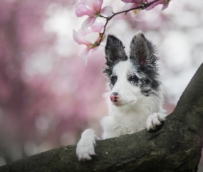 Border collie, Magnolia, Kwiaty, Konar, Pies