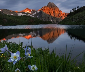 Stany Zjednoczone, San Juan Mountains, Łąka, Góra Sneffels, Góry, Blue Lake, Orlik niebieski, Kwiaty, Stan Kolorado, Jezioro