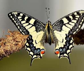 Gałąź, Paź królowej, Owad, Motyl