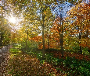 Park, Jesień, Słońce, Kolorowe, Drzewa, Alejka