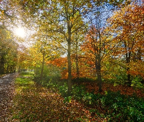 Słońce, Drzewa, Jesień, Park, Alejka, Kolorowe