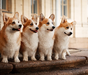 Psy, Welsh corgi pembroke, Cztery