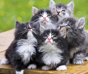 Maine coon, Kotków, Pięć, Słodkich
