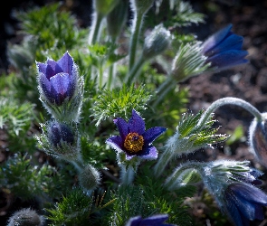 Niebieskie, Sasanki, Kwiaty
